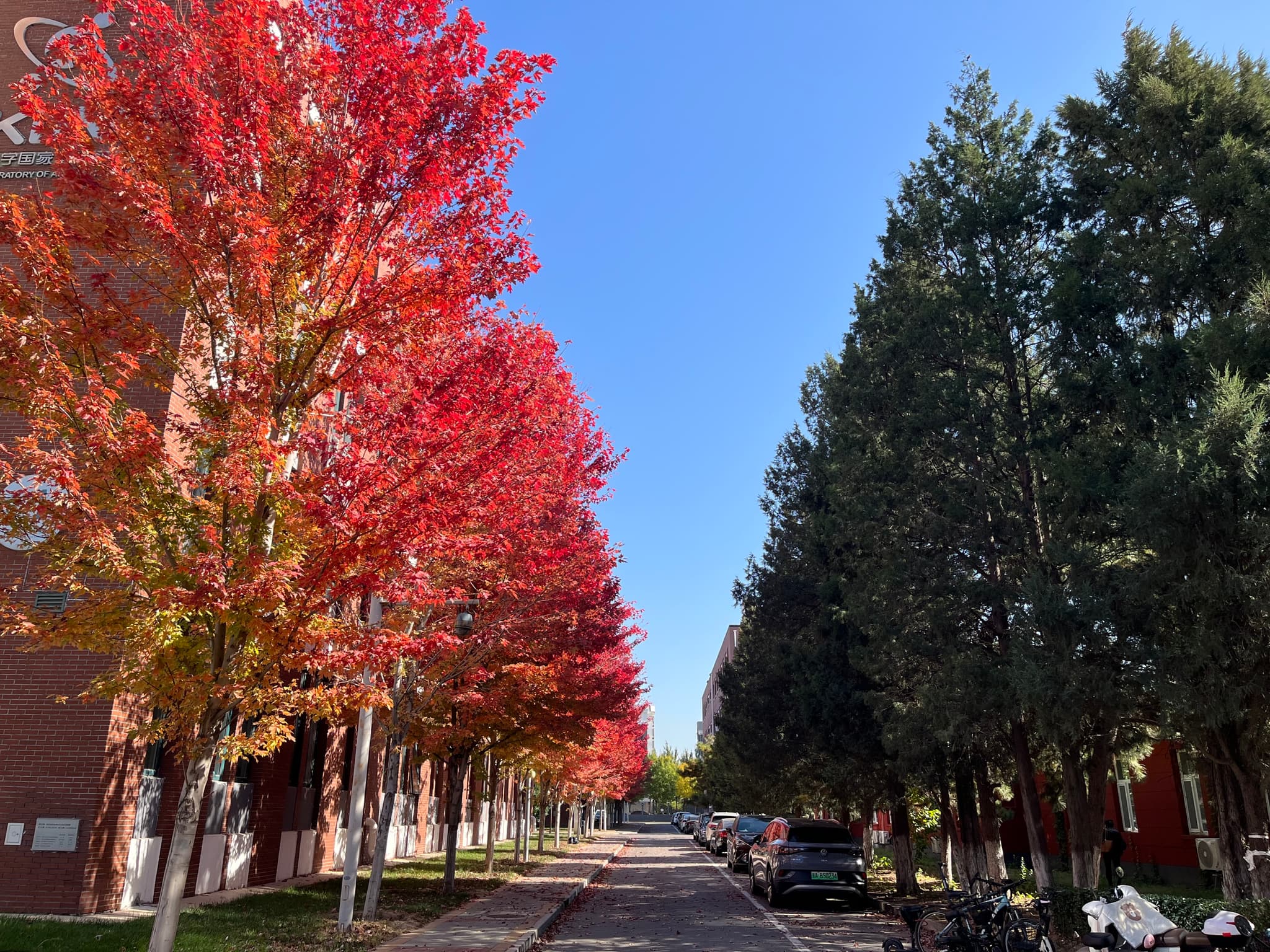 秋季街道两旁，一侧是灿烂的红叶树，另一侧是常青树，阳光明媚，蓝天白云。