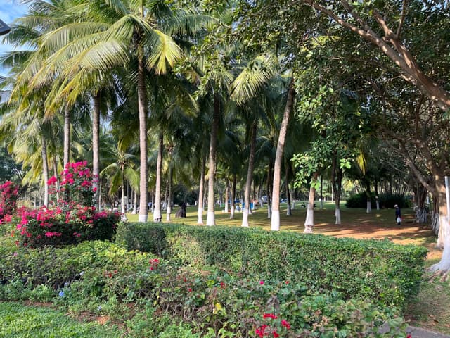 A park with rows of white-trunked palm trees, bordered by lush green bushes and flowering plants