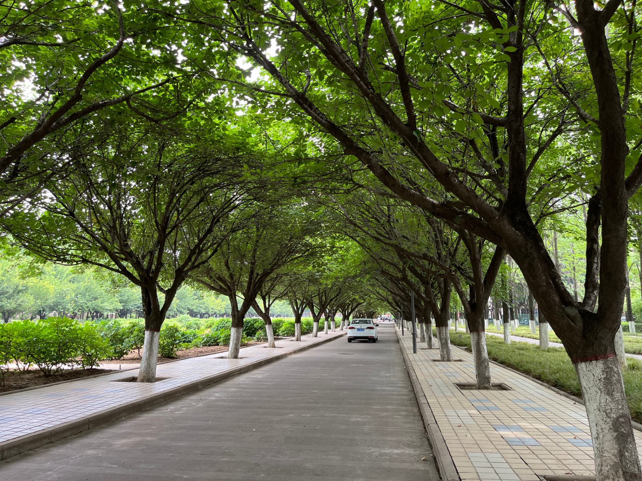 A tree-lined road with a car parked on the side and a pedestrian walkway bordered by greenery