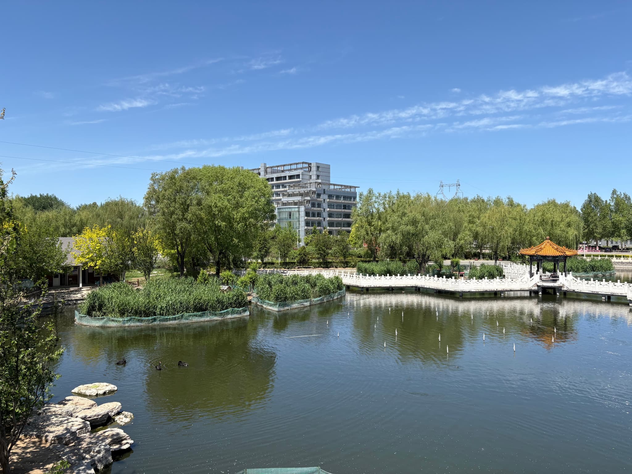 A serene park with a pond, surrounded by trees, a small pavilion, and a modern building in the background under a clear blue sky