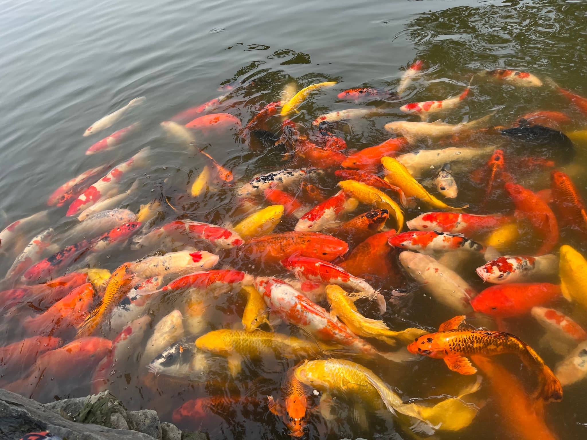 A dense school of colorful koi fish swim in murky water, their scales shimmering with orange, white, and yellow hues