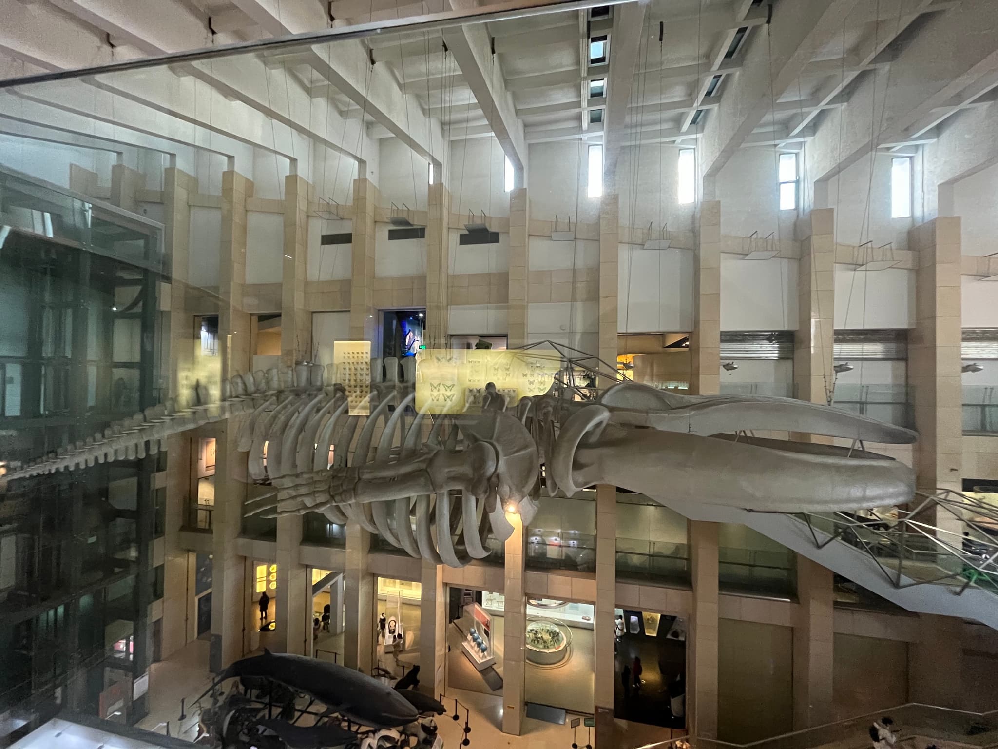 A whale skeleton is suspended from the ceiling in a museum exhibit