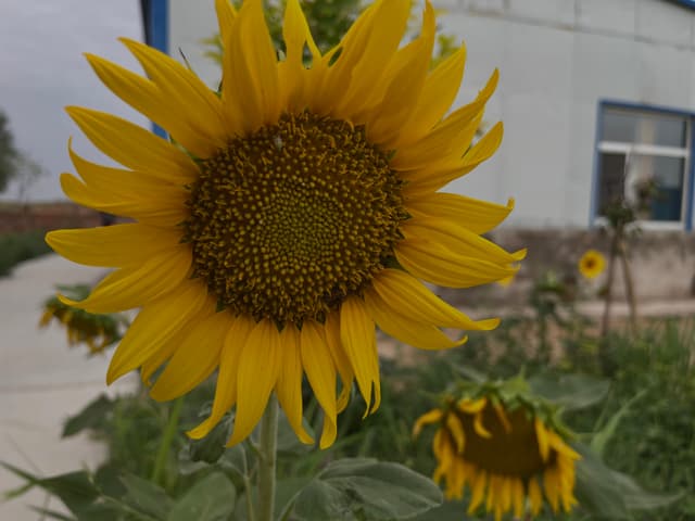 A vibrant sunflower in focus with a blurred background featuring a building and additional sunflowers
