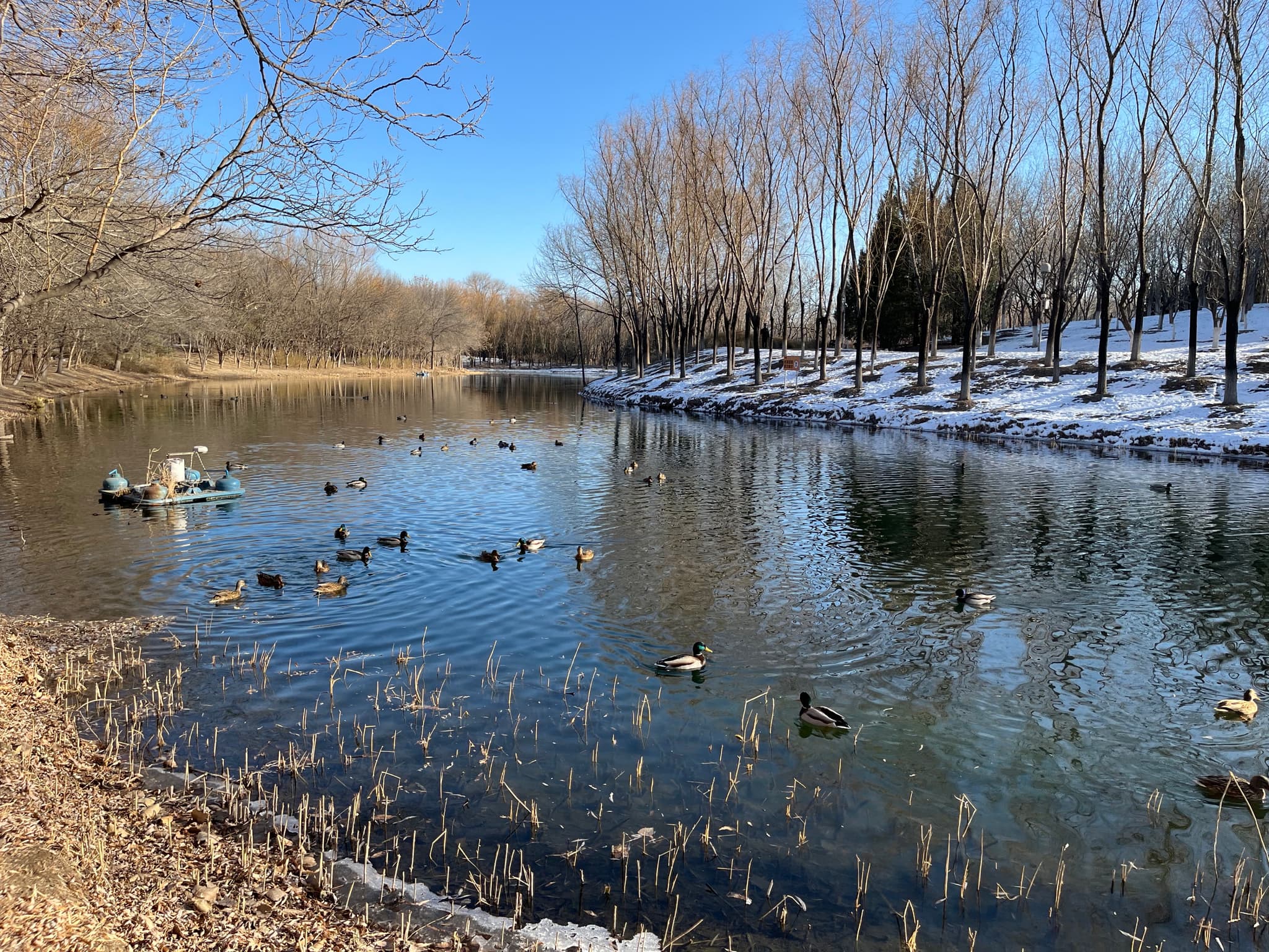 Ducks swim in a partially frozen pond surrounded by snow-covered trees and bare branches