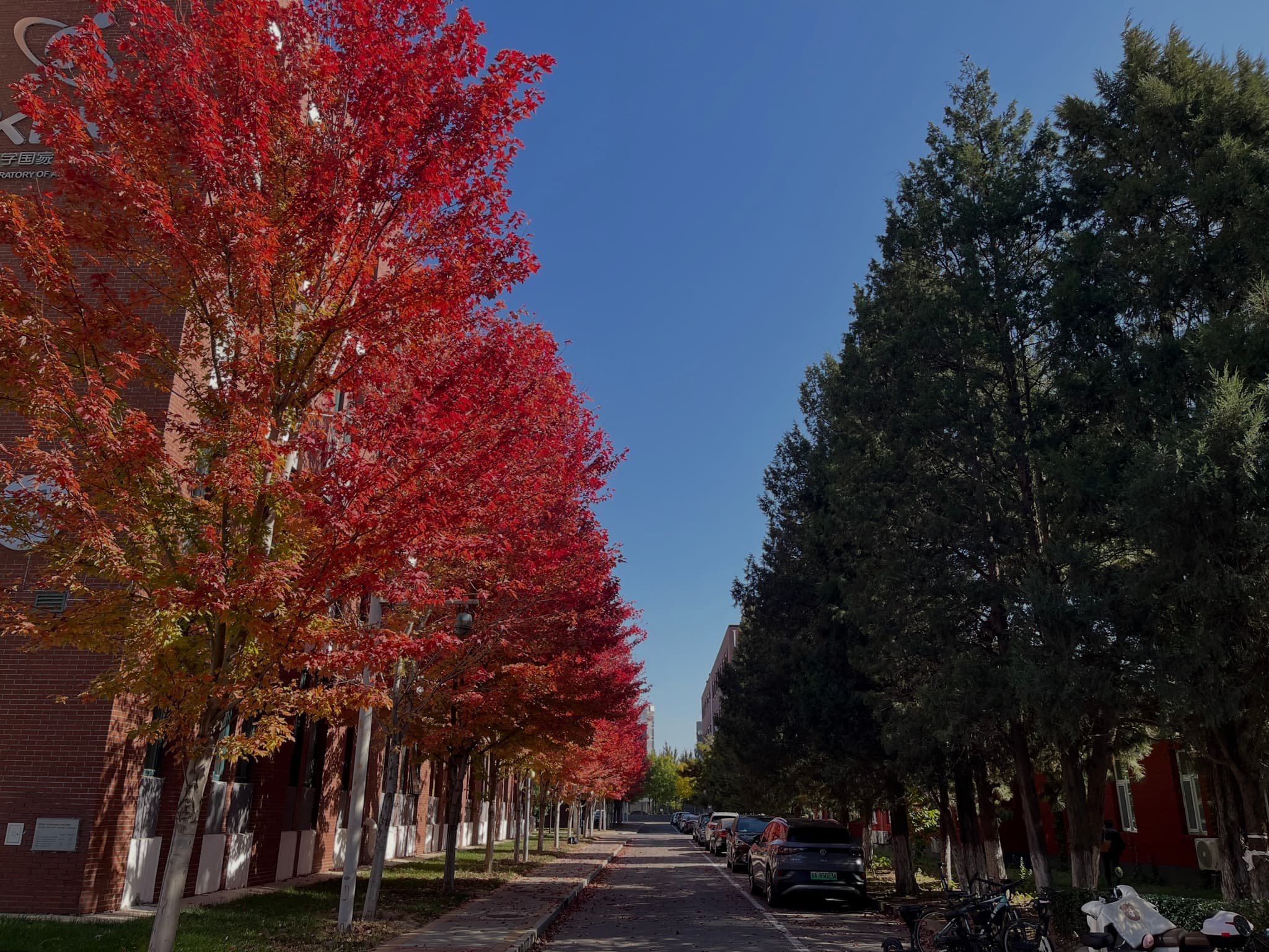 A tree-lined street with vibrant red foliage on the left and green trees on the right under a clear blue sky