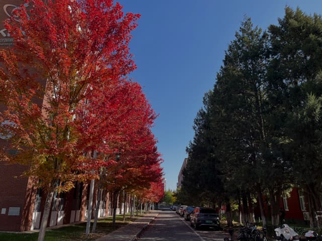 A tree-lined street with vibrant red foliage on the left and green trees on the right under a clear blue sky