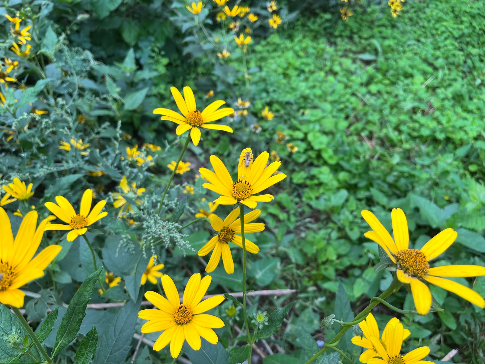 野外盛开的黄色小花，背景是绿色的植物。