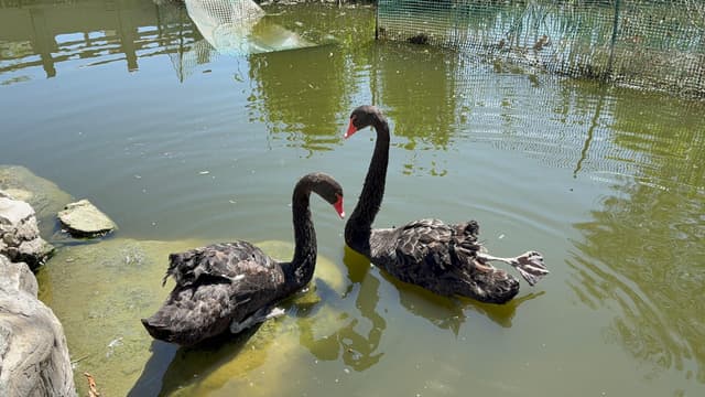 Two black swans with red beaks swimming in a calm pond surrounded by rocks and greenery